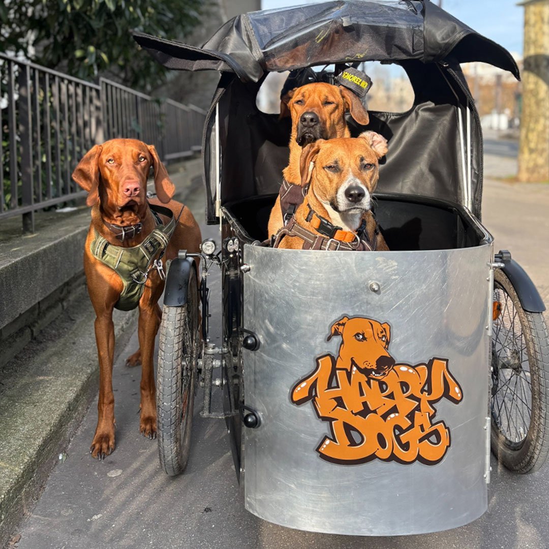 Nihola Cargo Open - Dog Sitter